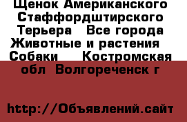 Щенок Американского Стаффордштирского Терьера - Все города Животные и растения » Собаки   . Костромская обл.,Волгореченск г.